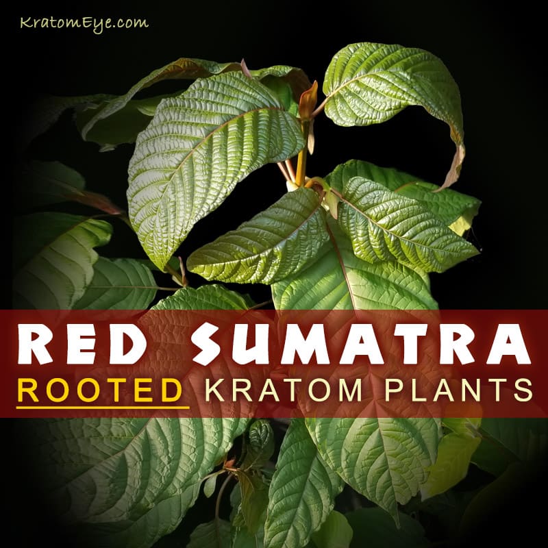 Red Vein Sumatra Strain - Live Kratom Cuttings