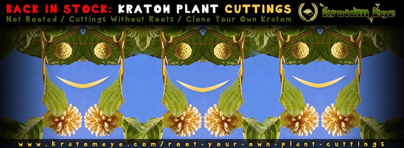Live Kratom Plant Cuttings Back in Stock (Non-Rooted – Root it Yourself)