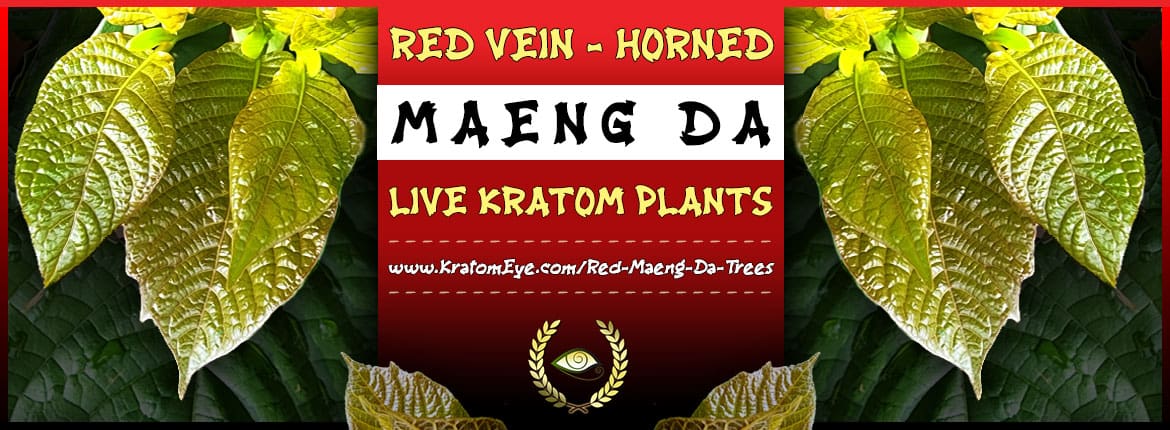 Live Red Vein Maeng Da Kratom Tree Clones