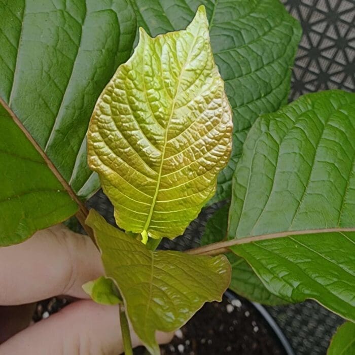 Live Red Vein Maeng Da Kratom Plants