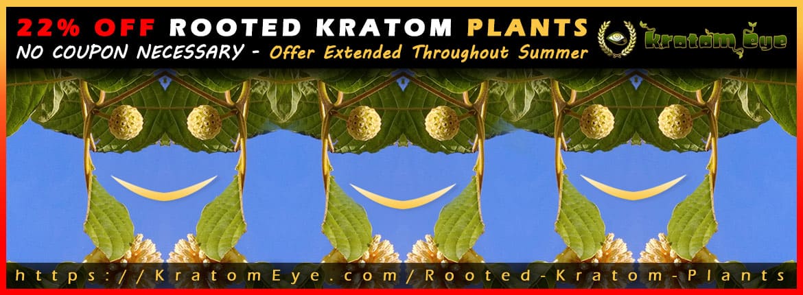 Rooted Kratom Plants Sale