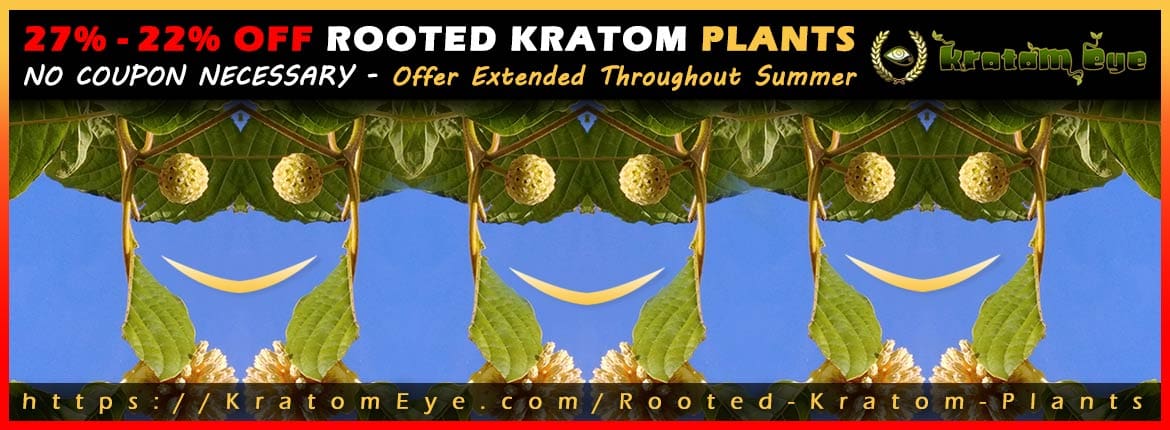 27% TO 22% OFF Rooted Kratom Plants Sale