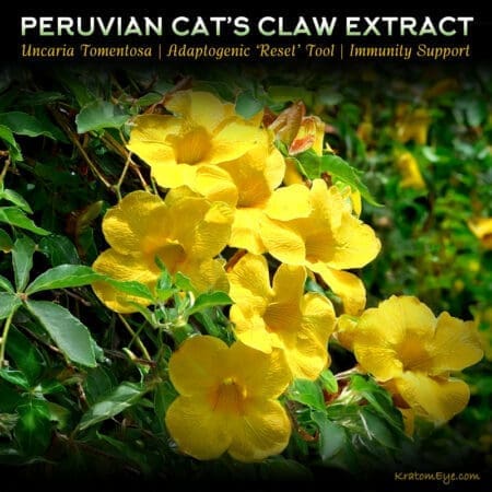 Peruvian Cat's Claw | Uncaria Tomentosa | Adaptogen | Tolerance Reduction