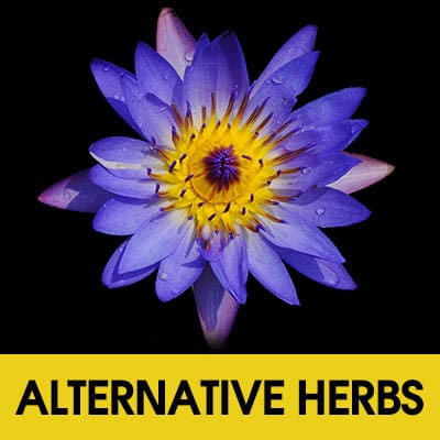 Effective Herbs & Extracts, Kratom Alternatives