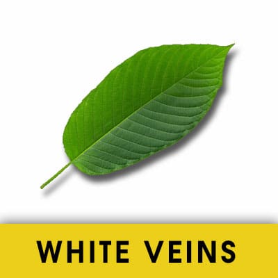 White Vein Kratom Strains