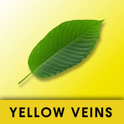 Yellow Vein Kratom Strains